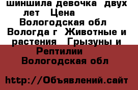 шиншила-девочка  двух лет › Цена ­ 1 000 - Вологодская обл., Вологда г. Животные и растения » Грызуны и Рептилии   . Вологодская обл.